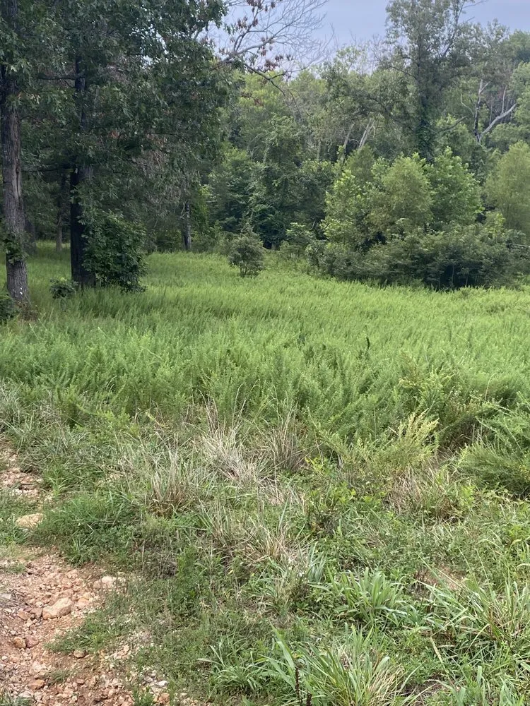 Reliable yard cleanup service for year-round maintenance across Jonesboro, AR - Langston Dirt Worx