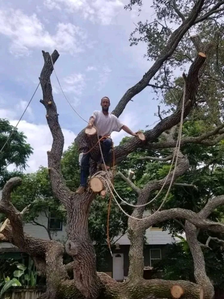 Professional lawn care service in Saint Petersburg, FL - Langstons Lawn Care