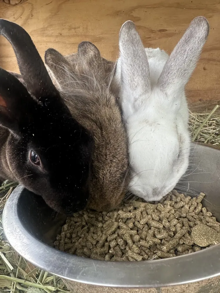 Expert yard cleanup service in Flowery Branch, GA by Lanier Nursery And Gardens