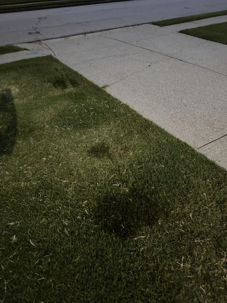 Trusted residential landscaping in Flowery Branch, GA - Lanier Nursery And Gardens