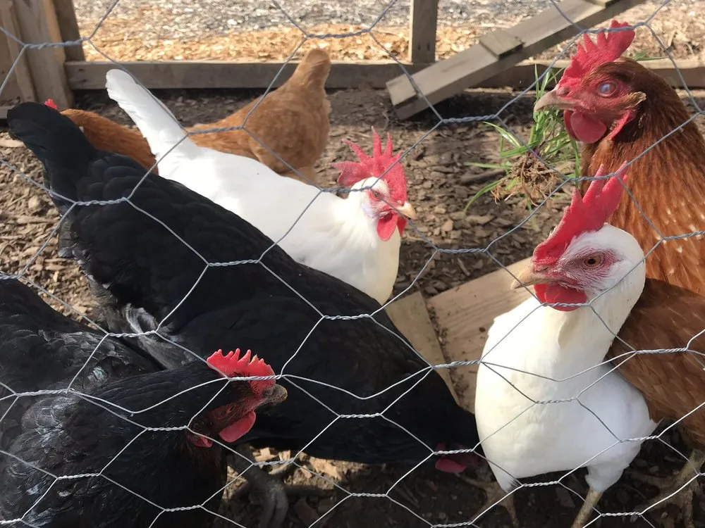 Local yard maintenance near you in Flowery Branch, GA by Lanier Nursery And Gardens