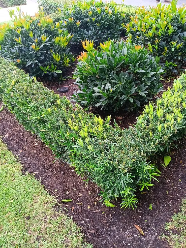 Reliable lawn mowing service in West Palm Beach, FL by Lans Cape Felipe