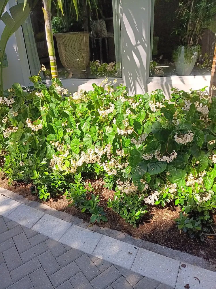 Affordable landscape installation experts serving West Palm Beach, FL - Lans Cape Felipe