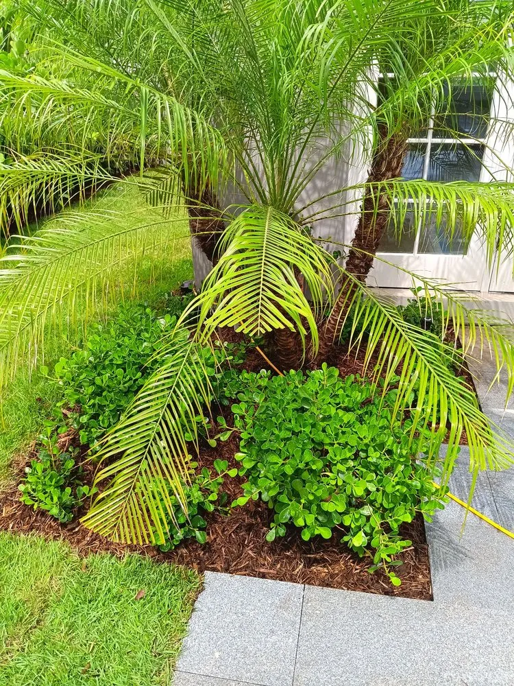 Expert landscape design in West Palm Beach, FL by Lans Cape Felipe