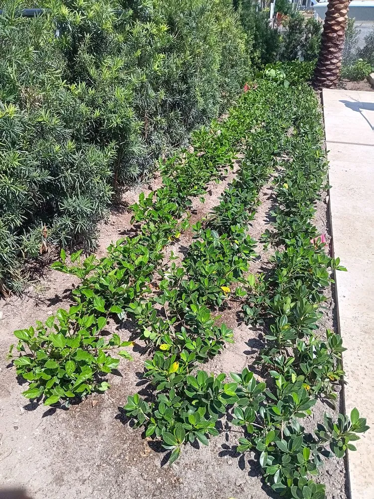 Top-rated lawn care service for residential properties across West Palm Beach, FL - Lans Cape Felipe