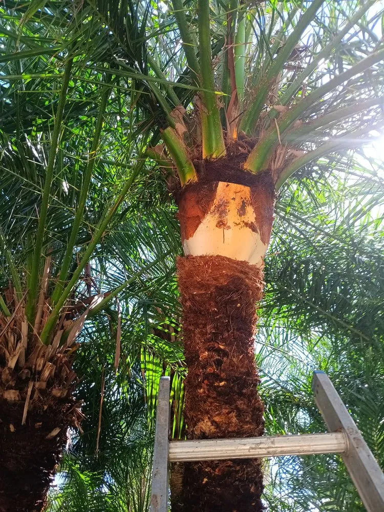 Expert garden landscaping in West Palm Beach, FL by Lans Cape Felipe