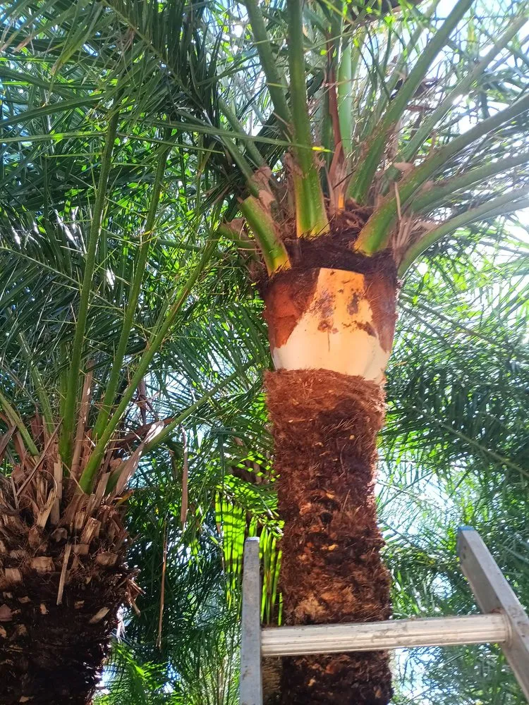 Professional landscaping services for homes across West Palm Beach, FL - Lans Cape Felipe