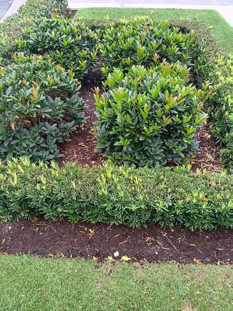 Local residential landscaping in West Palm Beach, FL - Lans Cape Felipe