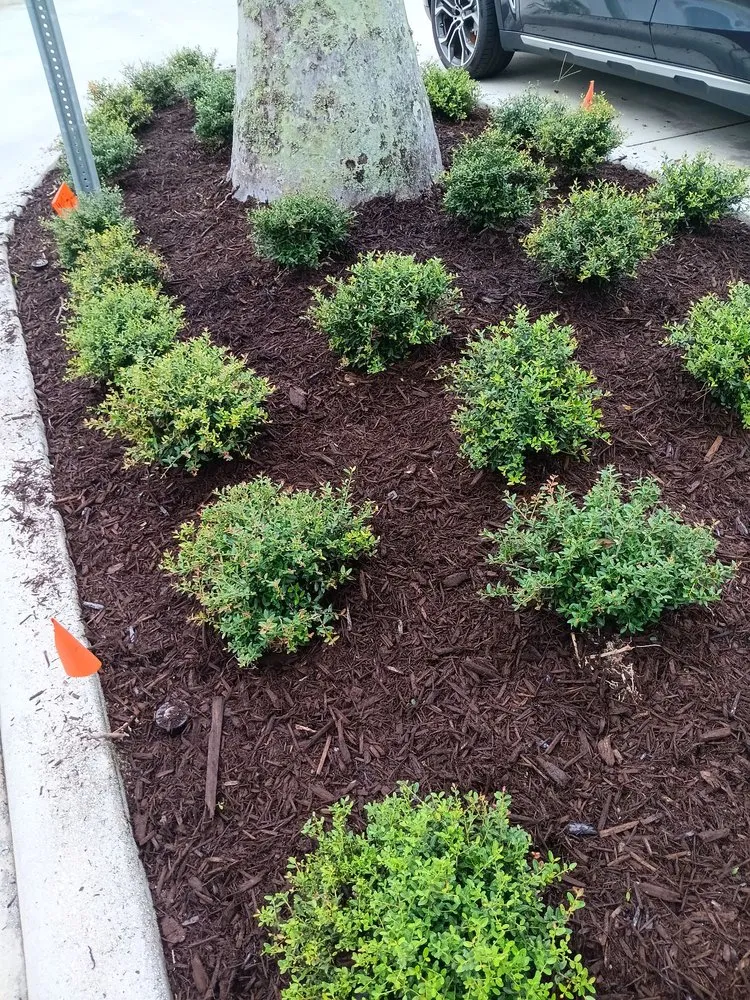 Expert landscape design experts serving West Palm Beach, FL - Lans Cape Felipe