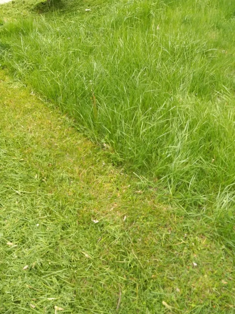 Affordable lawn mowing service experts serving Dearborn Heights, MI - Lansfield's Lawn Care