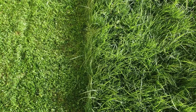 Local yard cleanup service in Leavenworth, KS - Lansing Lawn Care