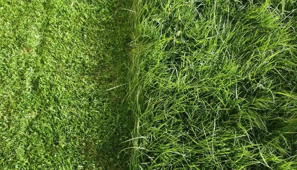 Lansing Lawn Care Logo