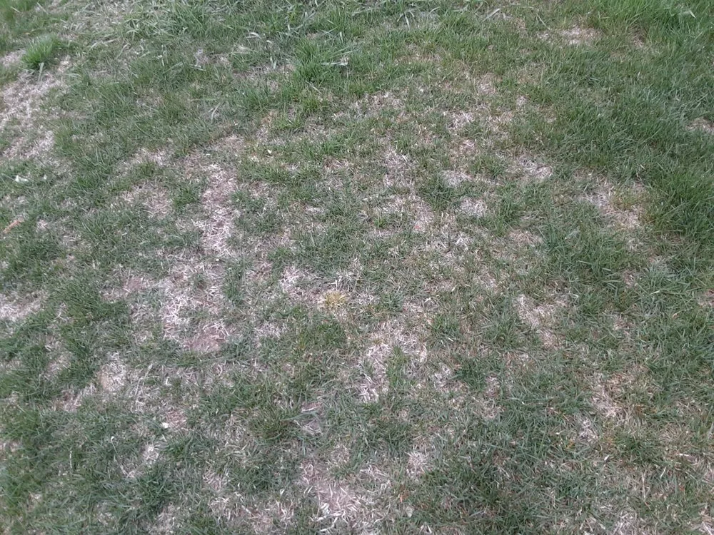 Local outdoor landscaping in Dimondale, MI - Lansing Real Green Lawn Care