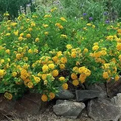 Expert landscaping services for year-round maintenance across Tucker, GA - Lantana Landscaping