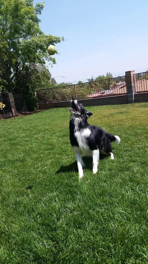 Custom garden landscaping experts serving Claremont, CA - Lanter Landscapes