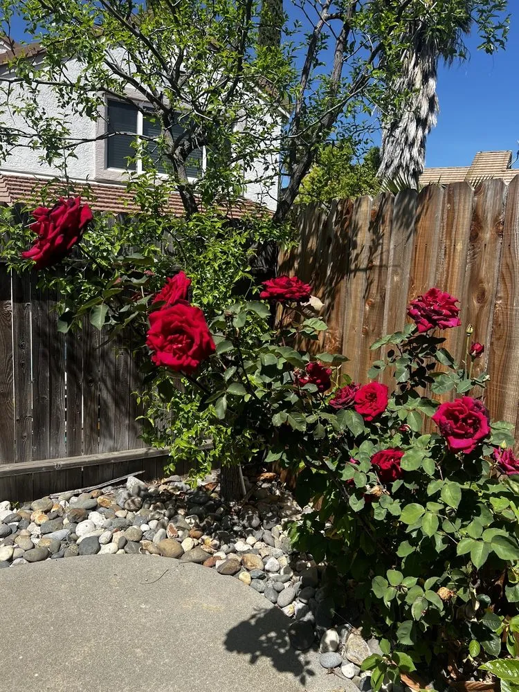 Top-rated garden landscaping in Roseville, CA by Lantscap Gardening