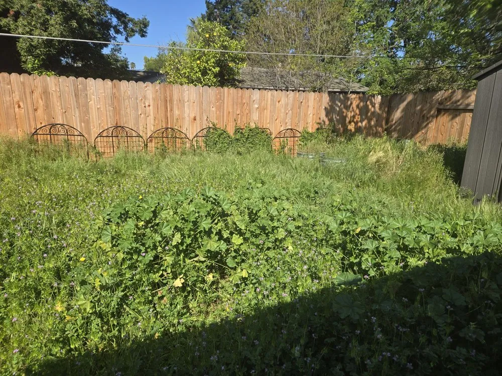 Expert landscaping services in Roseville, CA by Lantscap Gardening