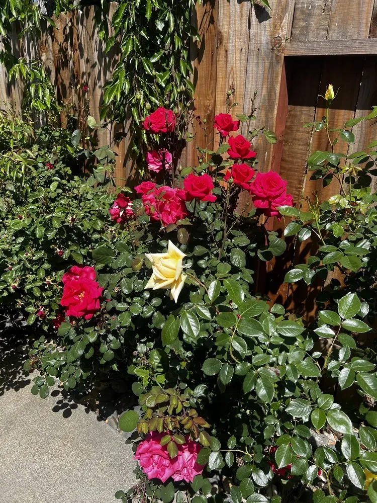 Trusted garden landscaping in Roseville, CA by Lantscap Gardening