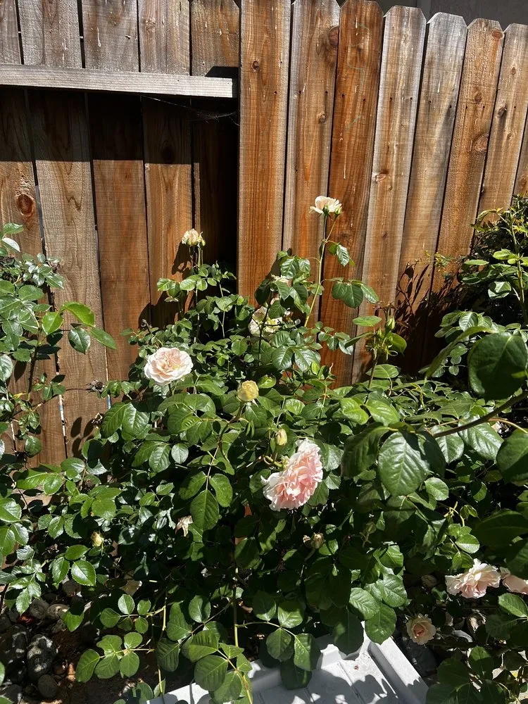 Reliable outdoor landscaping in Roseville, CA - Lantscap Gardening