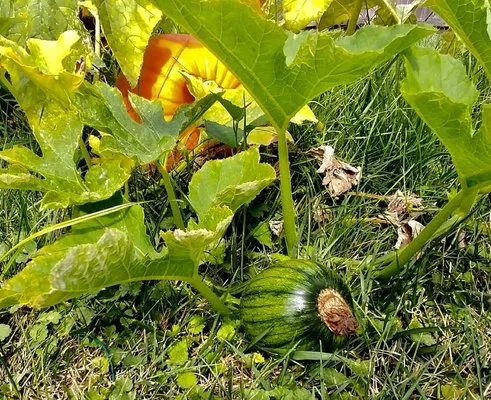 L'Antscapes by Liza Logo