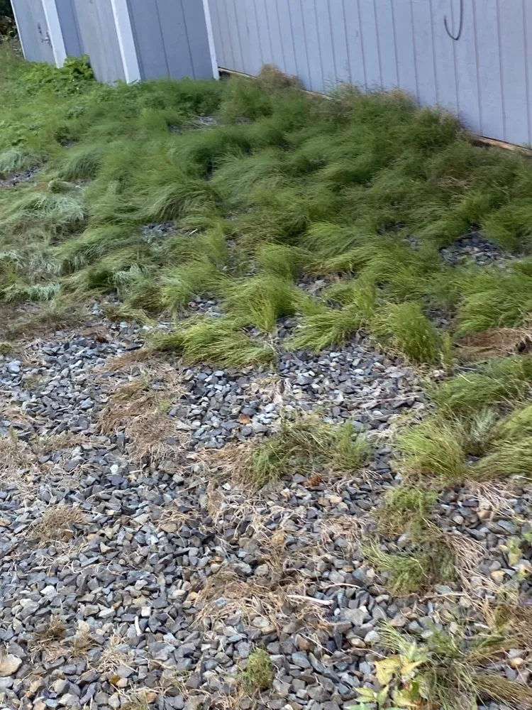 Professional outdoor landscaping experts serving Mill Creek, WA - Lanw love lanw care landscaping