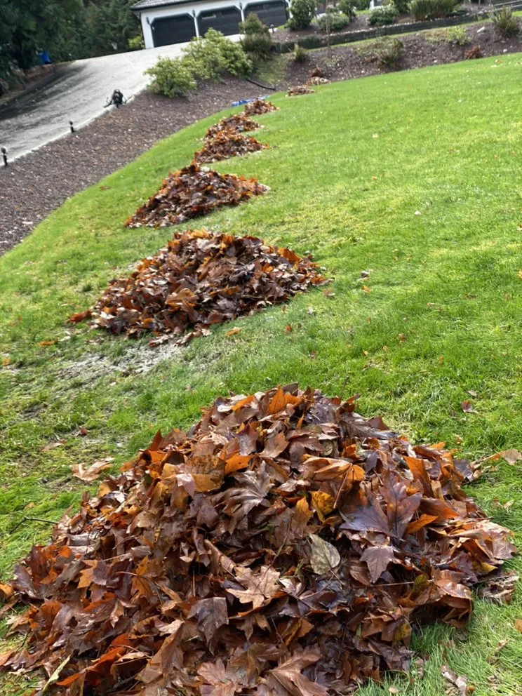 Reliable residential landscaping for year-round maintenance in Mill Creek, WA by Lanw love lanw care landscaping