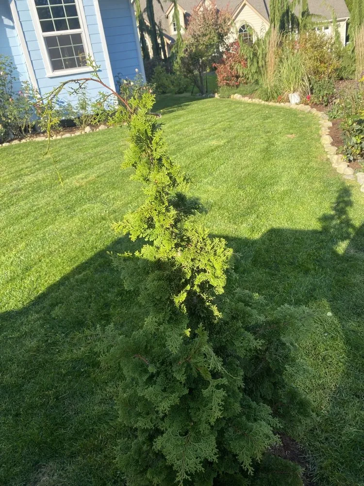 Professional yard maintenance in Mill Creek, WA by Lanw love lanw care landscaping