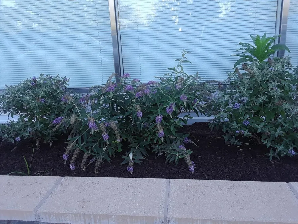 Expert landscaping services experts serving Brighton, CO - Lapis Design Company