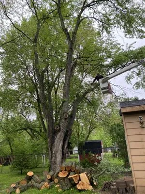 LaPlante's Maintenance and Arborist