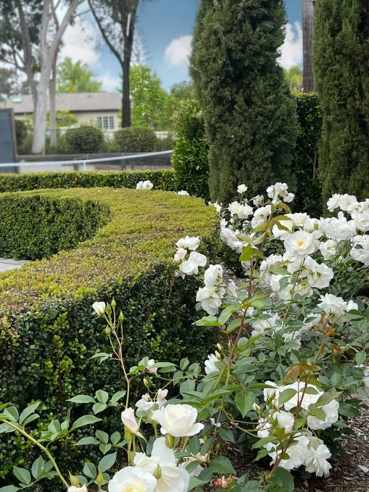 Top-rated yard maintenance near you in San Marcos, CA by Lara Gardening