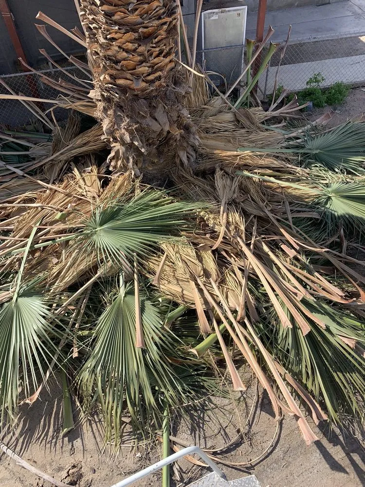 Expert outdoor landscaping for beautiful yards across Yuma, AZ - Lara Landscaping & Tree Trimming