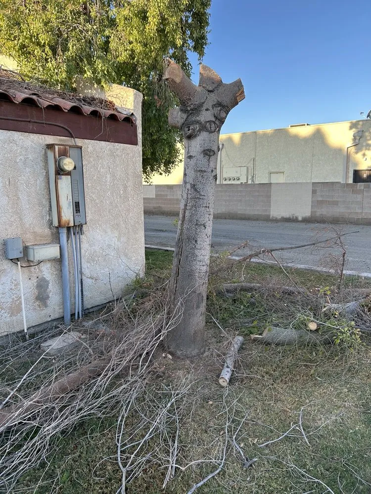 Reliable landscape installation for beautiful yards across Yuma, AZ - Lara Landscaping & Tree Trimming