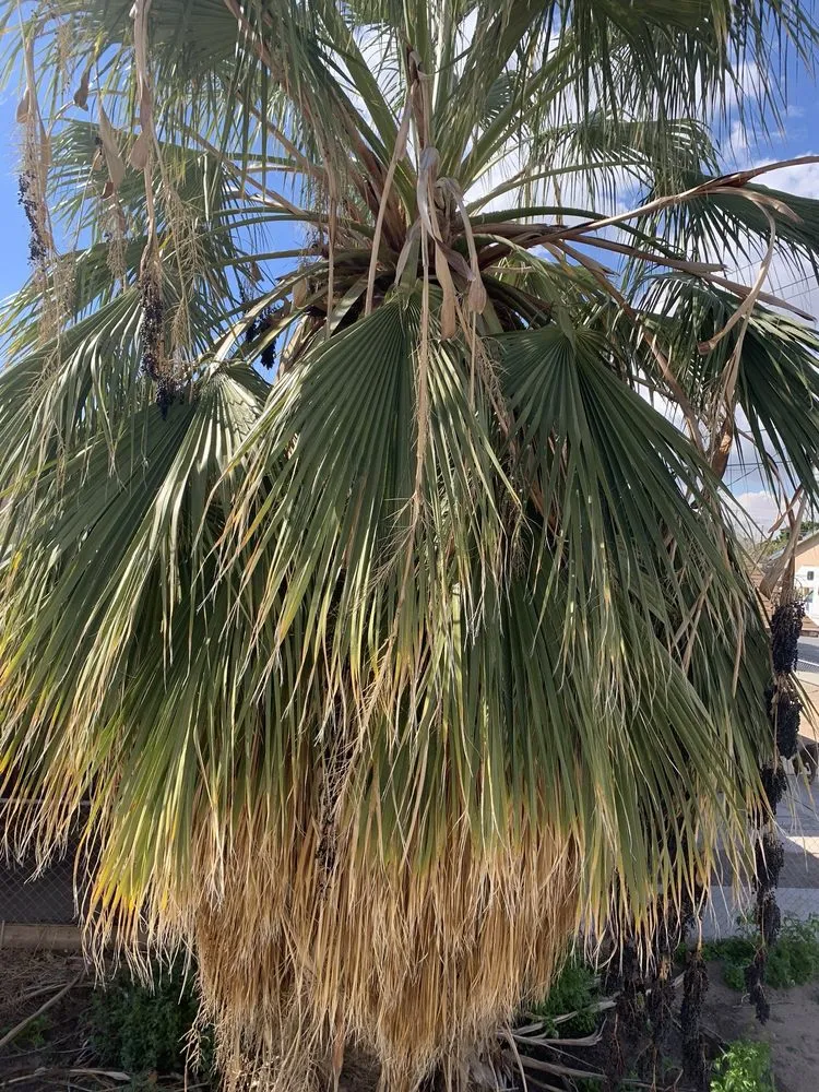 Reliable landscape installation for homes across Yuma, AZ - Lara Landscaping & Tree Trimming