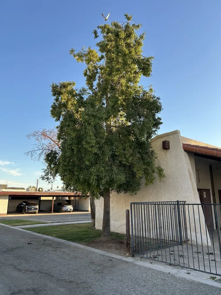 Expert lawn mowing service experts serving Yuma, AZ - Lara Landscaping & Tree Trimming