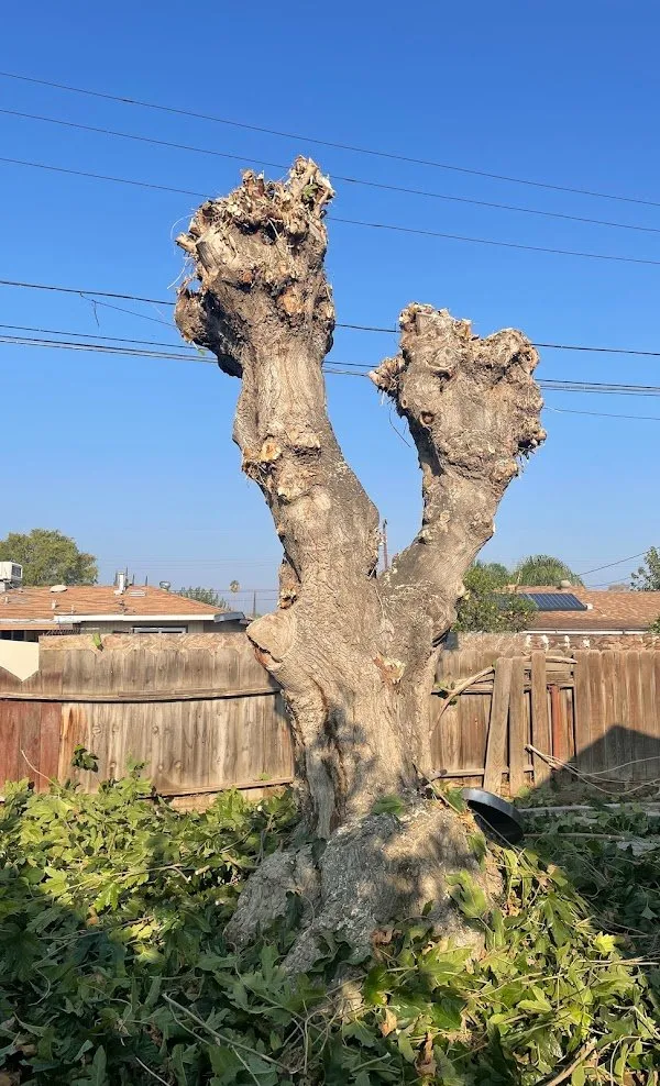 Local outdoor landscaping in Bakersfield, CA by Lara Mejia Gardening and Tree Services