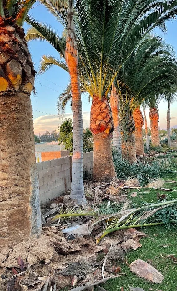 Affordable lawn mowing service in Bakersfield, CA - Lara Mejia Gardening and Tree Services