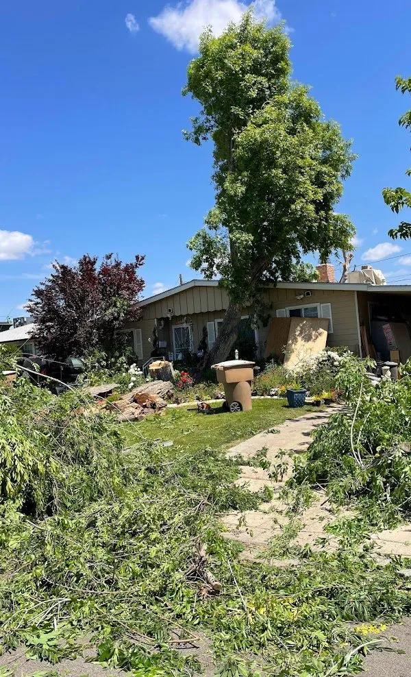 Trusted outdoor landscaping in Bakersfield, CA by Lara Mejia Gardening and Tree Services