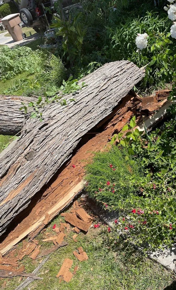 Custom outdoor landscaping experts serving Bakersfield, CA - Lara Mejia Gardening and Tree Services