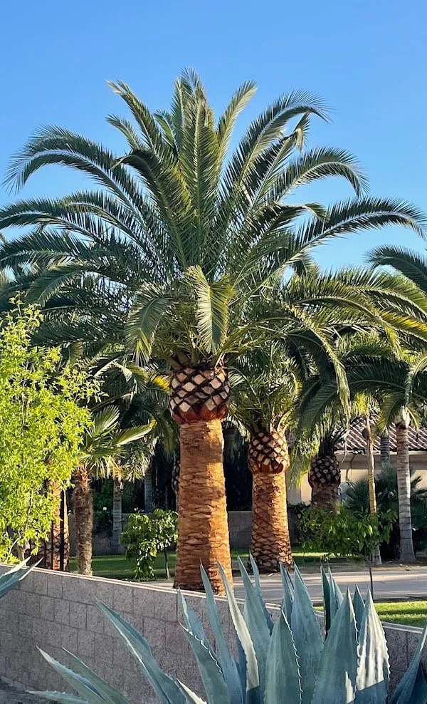 Expert landscape installation in Bakersfield, CA by Lara Mejia Gardening and Tree Services