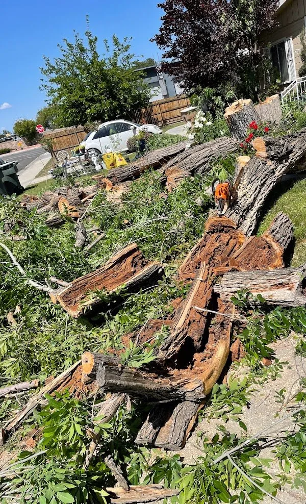 Affordable yard maintenance for beautiful yards across Bakersfield, CA - Lara Mejia Gardening and Tree Services