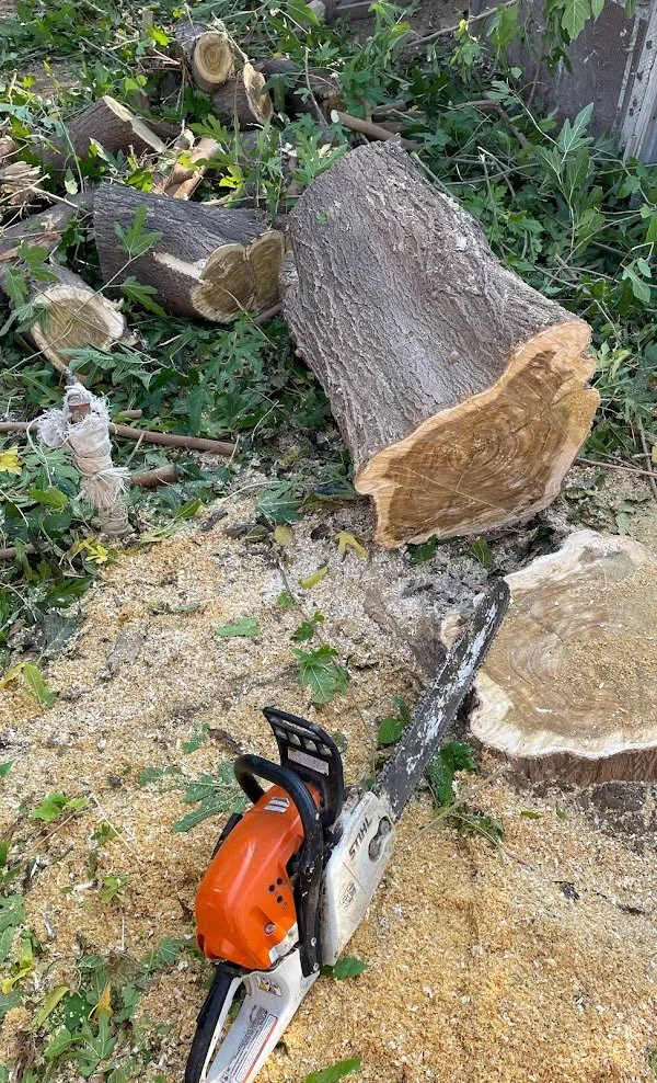 Affordable garden landscaping in Bakersfield, CA by Lara Mejia Gardening and Tree Services