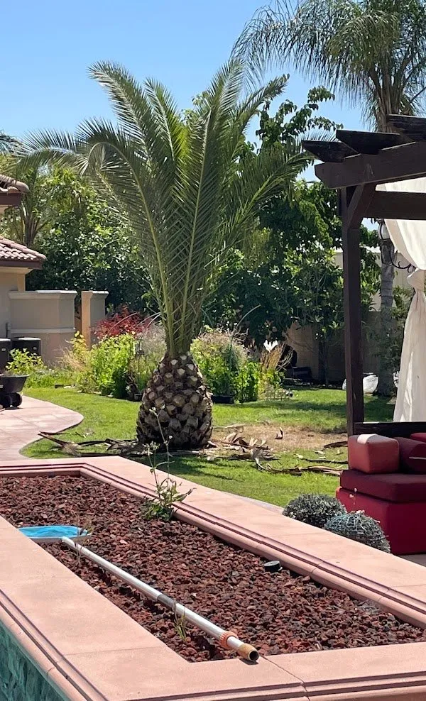 Affordable landscape design in Bakersfield, CA by Lara Mejia Gardening and Tree Services