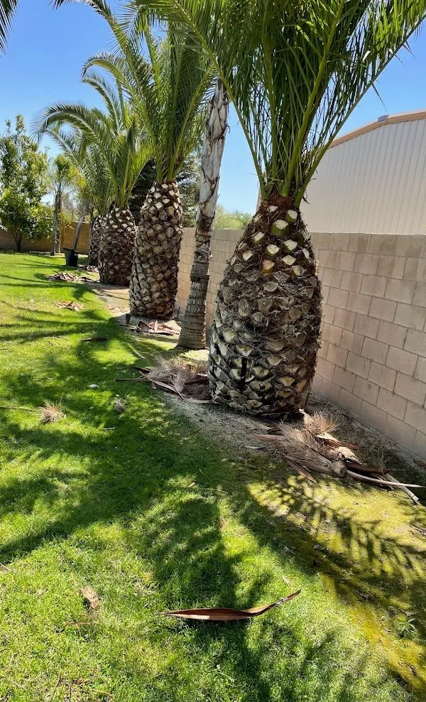 Local residential landscaping in Bakersfield, CA by Lara Mejia Gardening and Tree Services