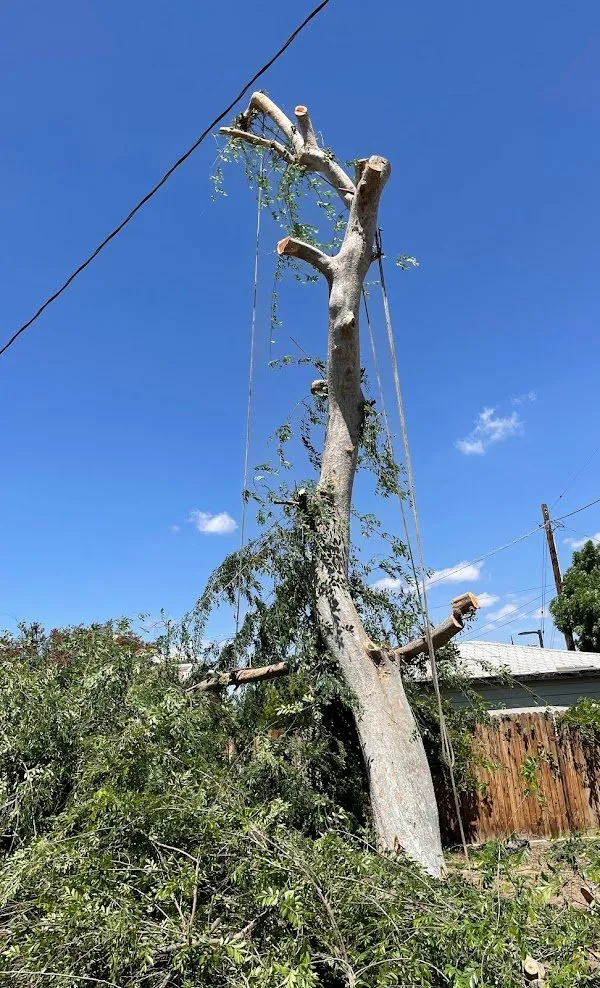 Trusted outdoor landscaping with custom design in Bakersfield, CA by Lara Mejia Gardening and Tree Services