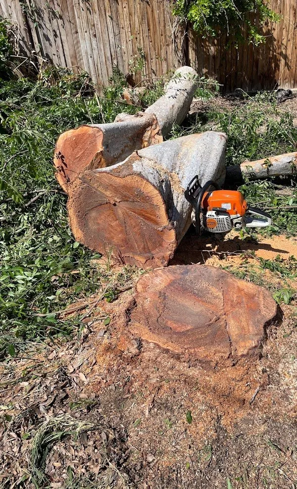 Local lawn mowing service experts serving Bakersfield, CA - Lara Mejia Gardening and Tree Services