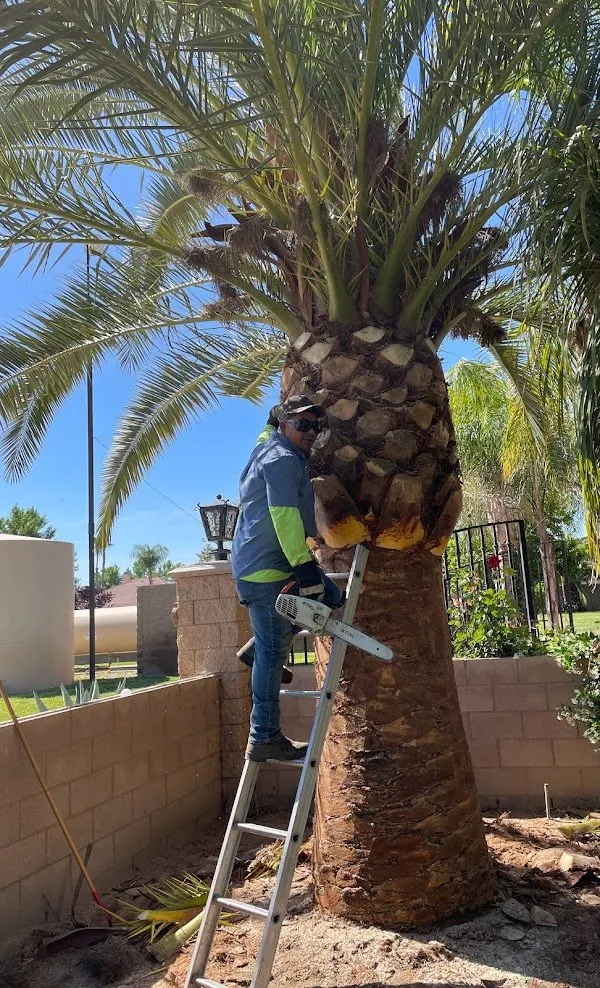 Professional lawn mowing service in Bakersfield, CA - Lara Mejia Gardening and Tree Services