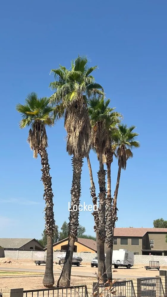 Expert garden landscaping in Maricopa, AZ by Lara Tree And Foundation