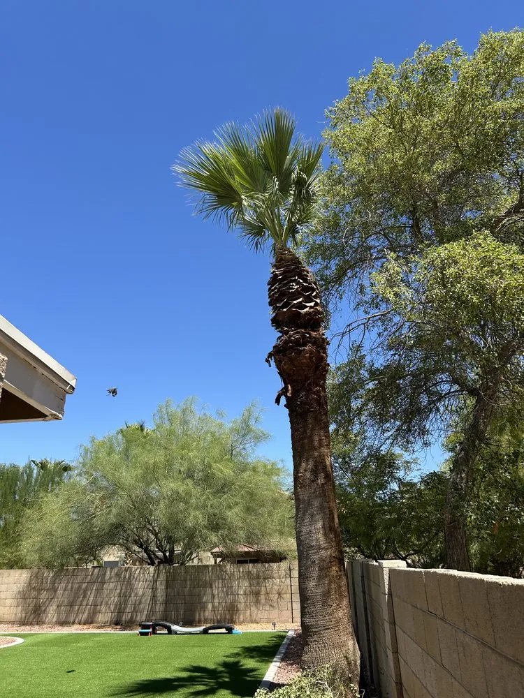 Trusted outdoor landscaping for beautiful yards across Maricopa, AZ - Lara Tree And Foundation
