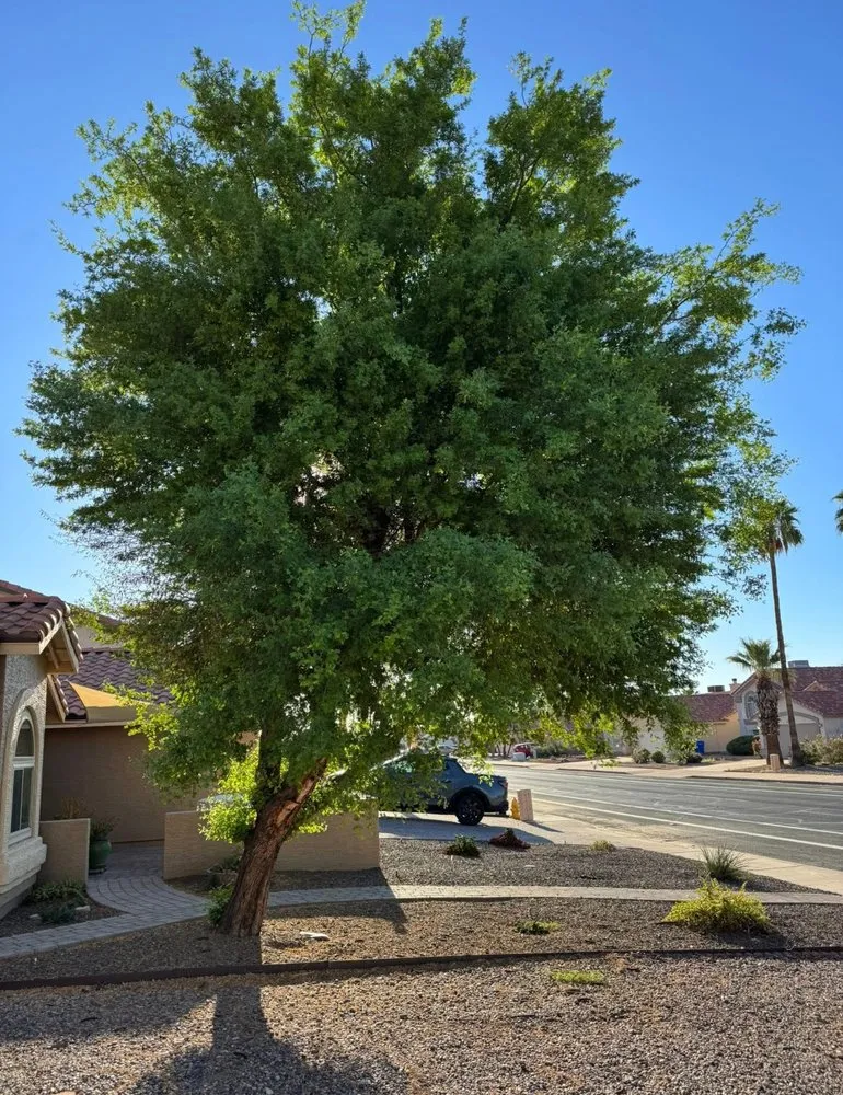 Local outdoor landscaping experts serving Maricopa, AZ - Lara Tree And Foundation
