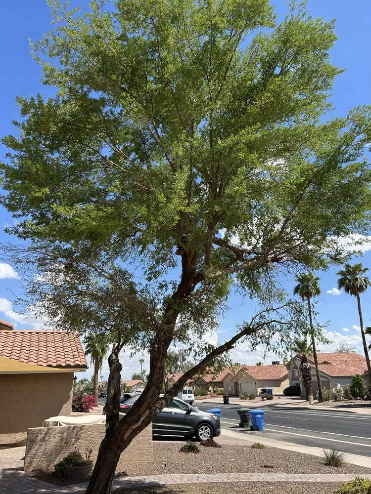 Affordable outdoor landscaping in Maricopa, AZ by Lara Tree And Foundation